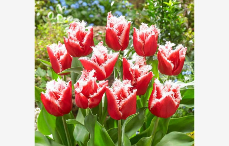 Tulipán New Santa 7 ks v balení