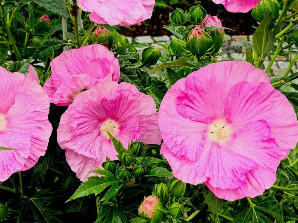 Ibištek bahenný Pink Wheel, výška 20-30 cm, kvetináč 1,5 l