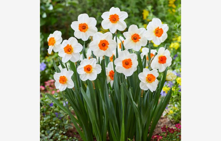 Narcis Barrett Browning 5 ks v balení