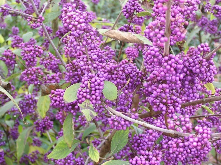 Krásnoplodka Bodinieri Profusion, výška 30-50 cm, kvetináč 19 cm