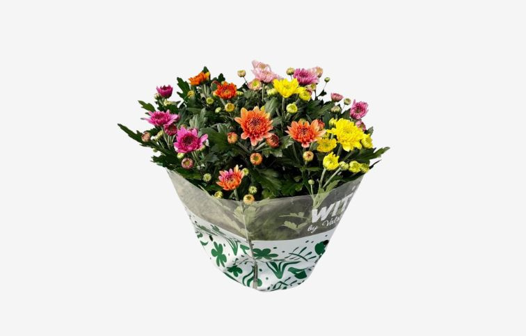 Chryzantéma Elixer Bowl Carnaval, kont. p23