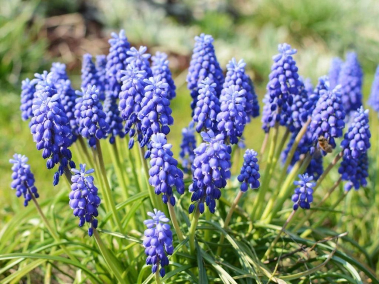 Modrica arménska, kont. 9 cm