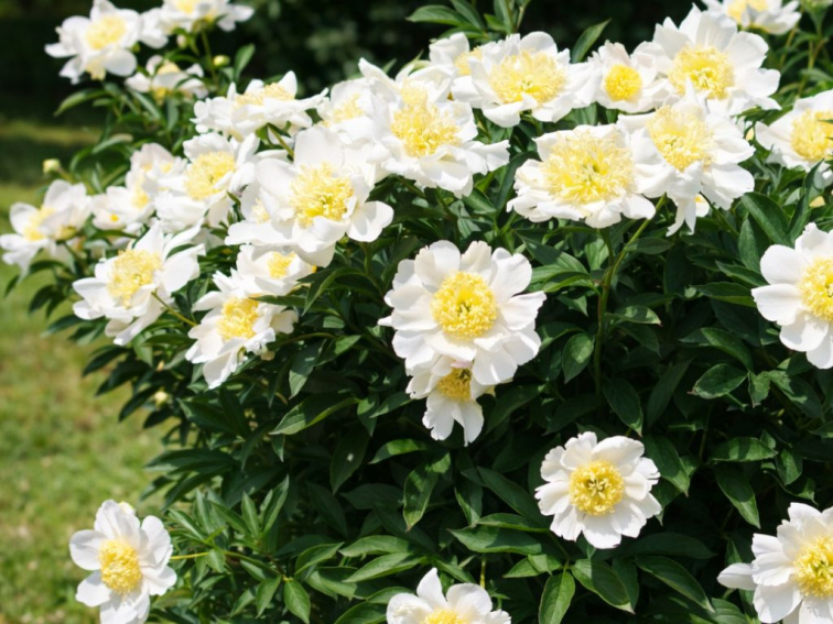 Pivonka bylinná Madrid, kvetináč 1,5 l