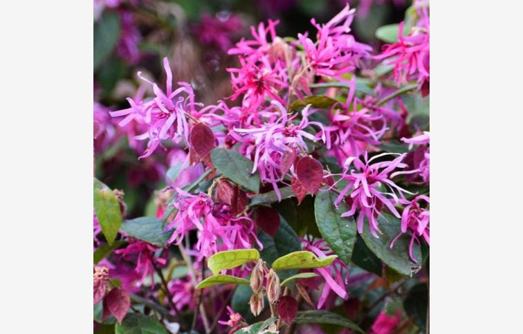 Loropetalum čínske Rubra 20-30 cm, kont. 3 l
