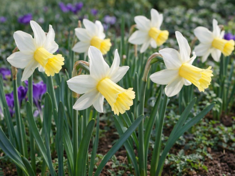 Narcis Princess Amalia 3 ks v kont. 0,5 l