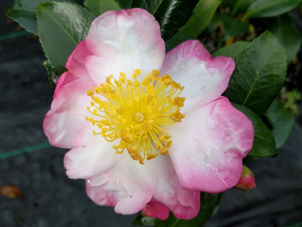 Kamélia sasanková Hana Jiman, výška 60-90 cm, kvetináč 9 l