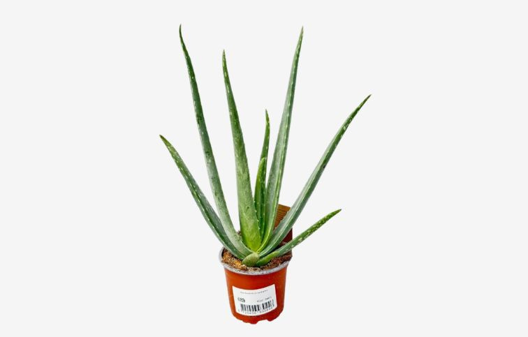 Aloe Vera 20-30 cm, kont. p10,5