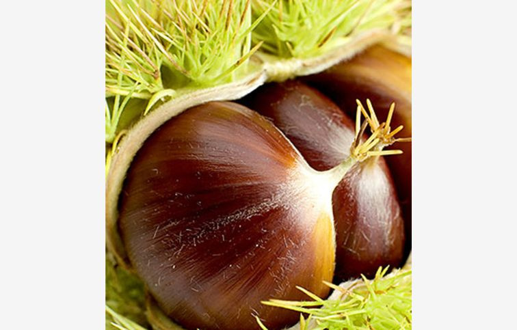 Gaštan jedlý Volou, semenáč, 130-150 cm, kont. 6 l