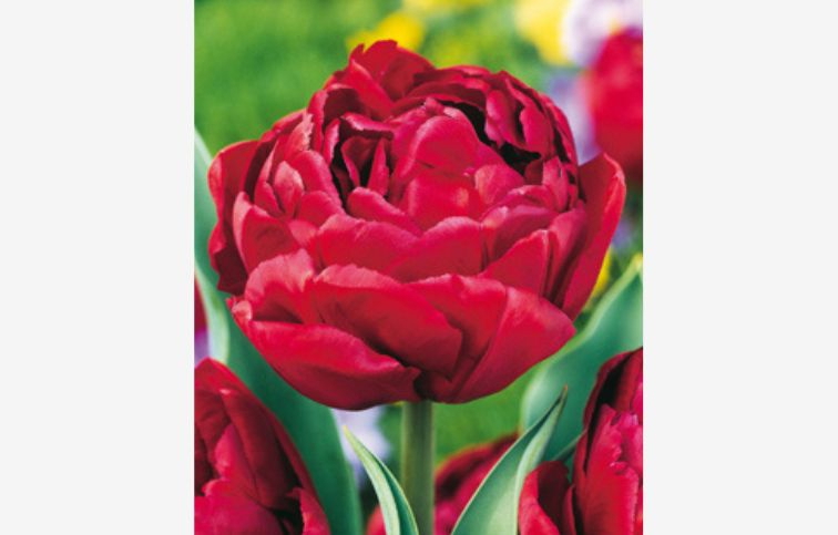 Tulipán Double Red 5 ks v balení