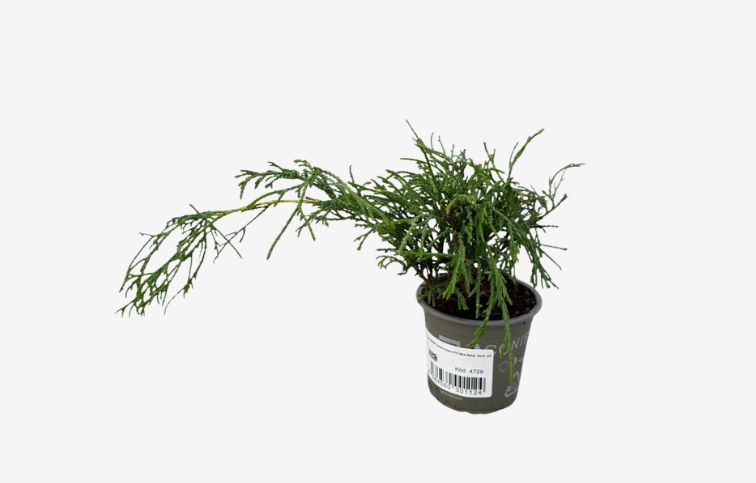 Cypruštek hrachonosný Filifera Nana, kont. p9