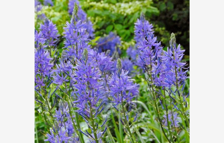 Ladoník modrý - Camassia leichtlinii caerulea 2 ks v balení