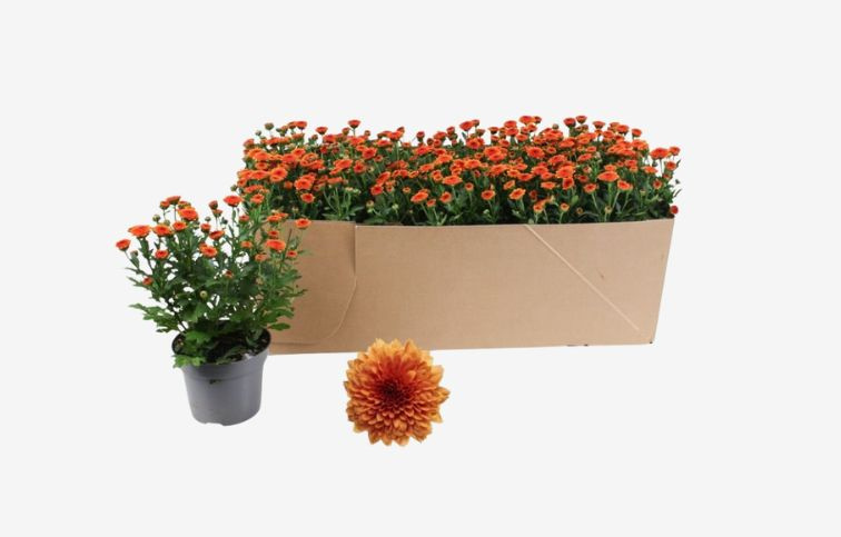 Chryzantéma Jellyfish Orange, kont. p12