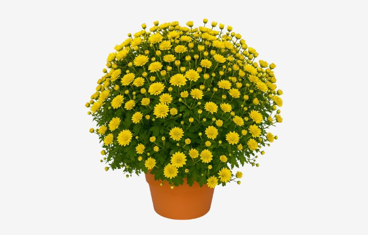 Chryzantéma Jasoda žltá, kont. p19