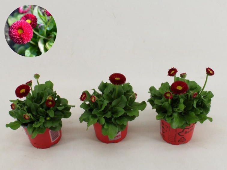 Sedmokráska Rusher Red, kont. 9 cm