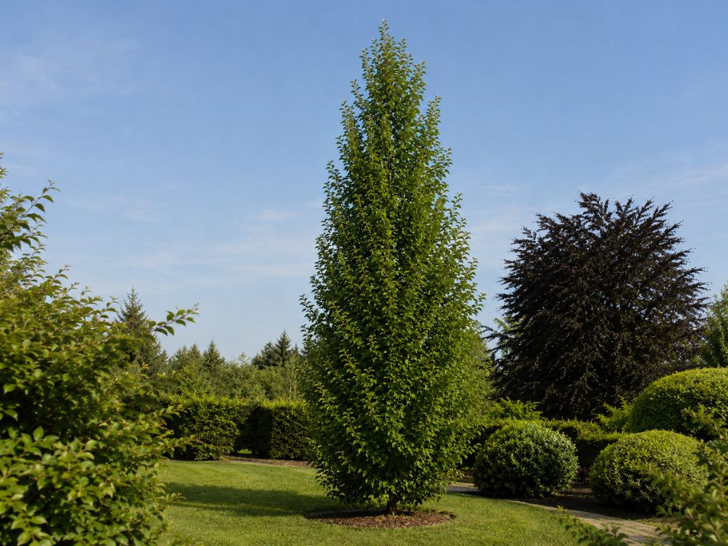 Hrab obyčajný Fastigiata, rozvetvený, výška 150-200 cm, kvetináč 18 l