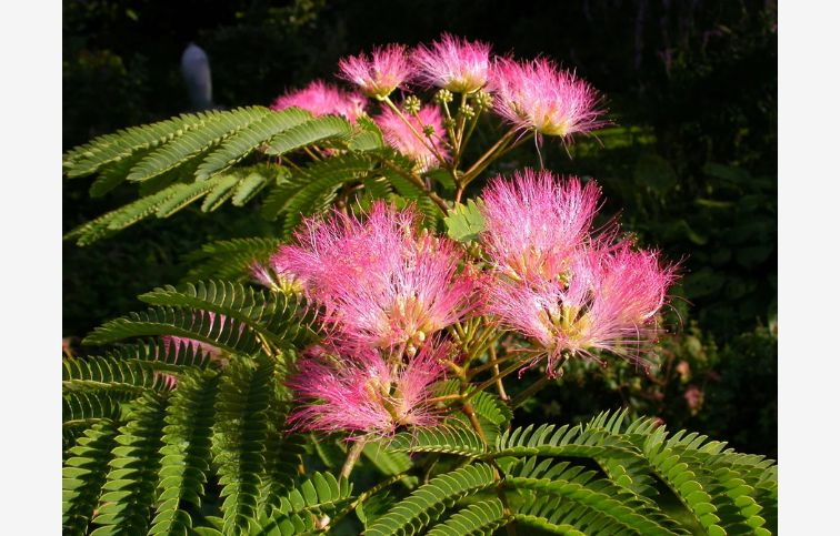 Albízia Tropical Dream 70-100 cm, kont. 4 l