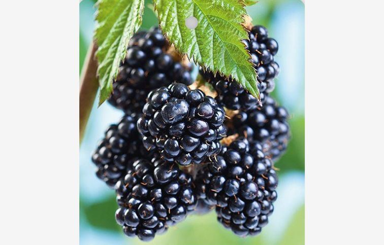 Černica Chester Thornless 30-60 cm, kont. 1 l