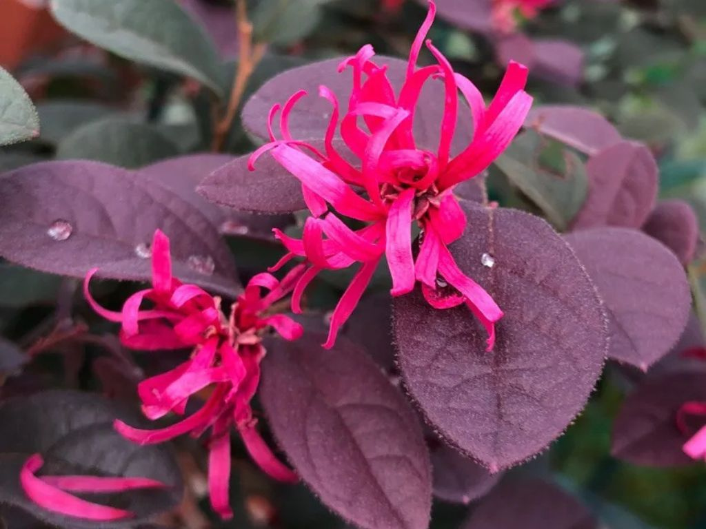 Loropetalum čínske Fire Dance, výška 60-80 cm, ihlan, kvetináč 10 l