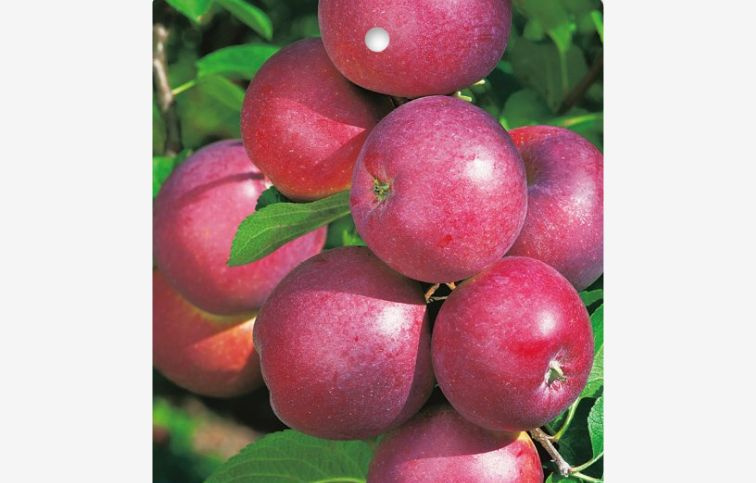 Jabloň Spartan, podpník M26, voľnok.