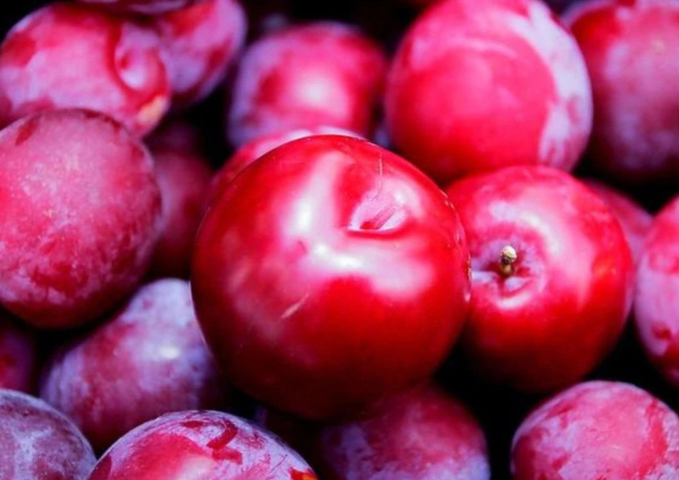 Ringlota broskyňová, podp. Alycza, voľnok.