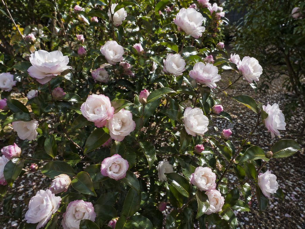 Kamélia sasanková Hime Botan, výška 60-90 cm, kvetináč 9 l