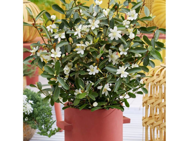 Magnólia vždyzelená Vanilla Pearls, výška 80-100 cm, kvetináč 19 cm