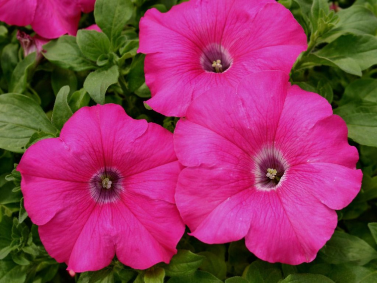 Petúnia Surfínia Conchita Grande Pink