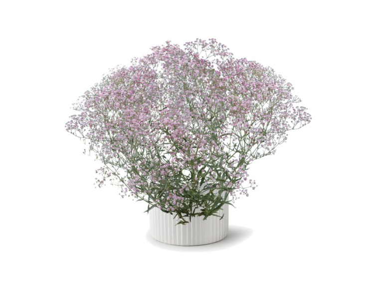 Gypsomilka Festival Pink Lady