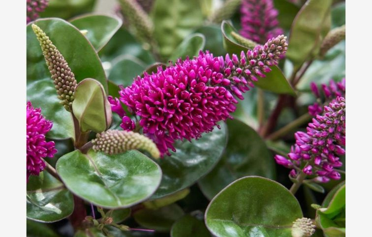 Hebe Hebedonna Alina, kont. p12