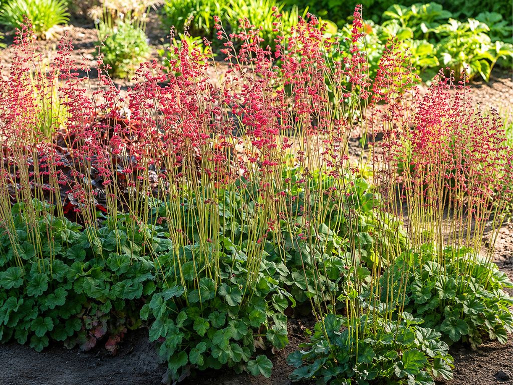 Heuchera Leuchtkäfer