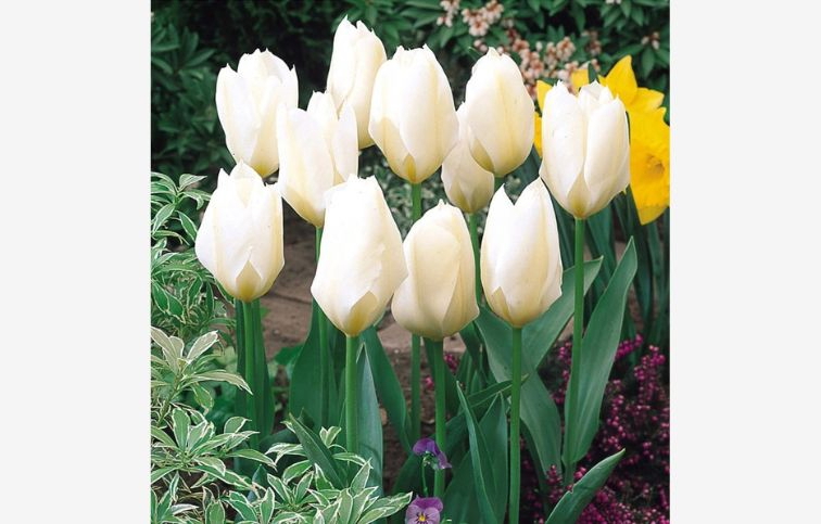 Tulipán Purissima 7 ks v balení