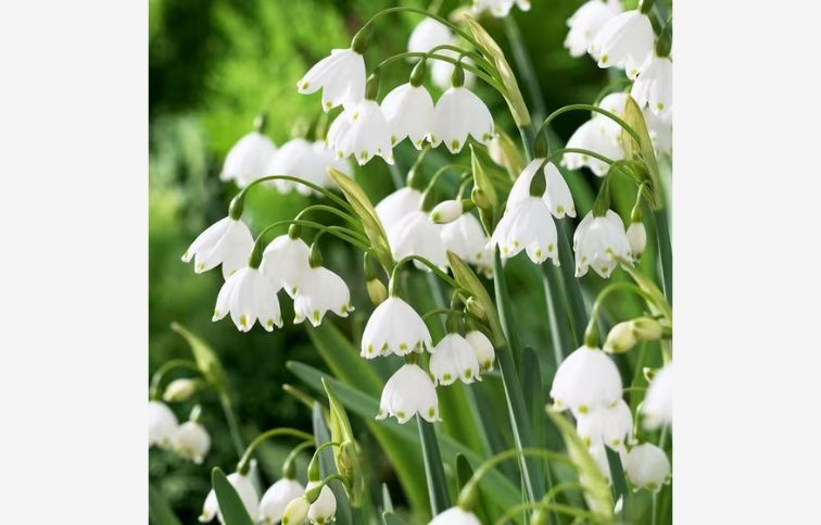 Bleduľa letná - Leucojum Aestivum 20 ks v balení