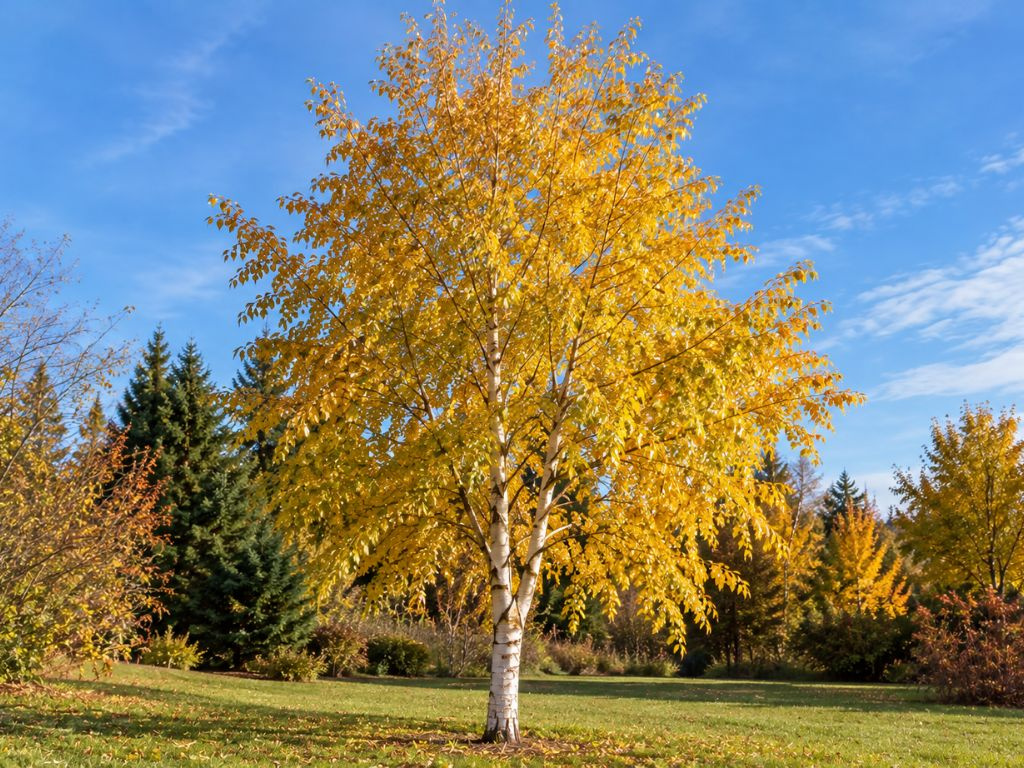 Breza papierová, výška 40-70 cm, kvetináč 9 cm