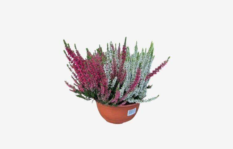 Vres Beauty Ladies Duo červenobiely, kont. p23