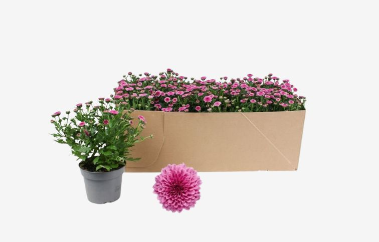 Chryzantéma Jellyfish Pink, kont. p12