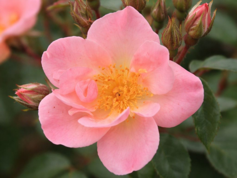 Ruža popínavá Blueshing Queen, výška 50-60 cm, kvetináč 1,5 l