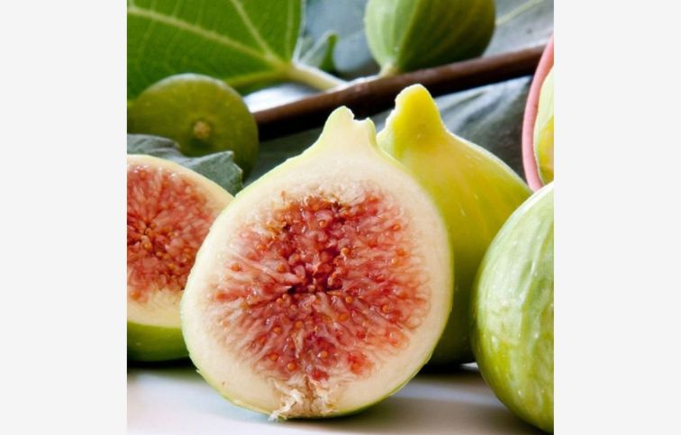 Figovník Gentile Bianco 60-100 cm, kont. 2 l