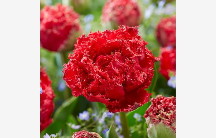 Tulipán Qatar 5 ks v balení