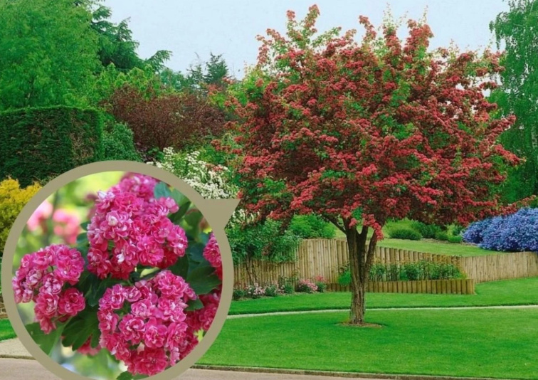 Hloh prostredný Pauls Scarlet, výška 50-80 cm, kvetináč 23 cm