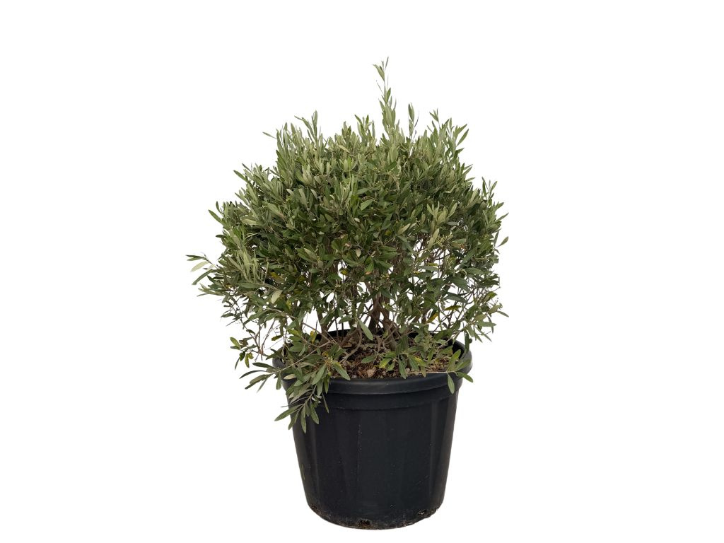 Olivovník európsky Cipressino guľa, výška 50-60 cm, priemer 50-60 cm, kvetináč 55 l