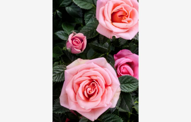 Mini ruža Kordana Flirt, kont. p10,5