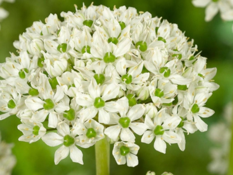 Okrasný cesnak Nigrum 1 ks v kont. 0,5 l