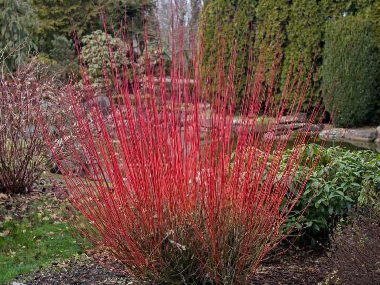 Drieň biely Sibirica, výška 30-40 cm, kvetináč 14 cm