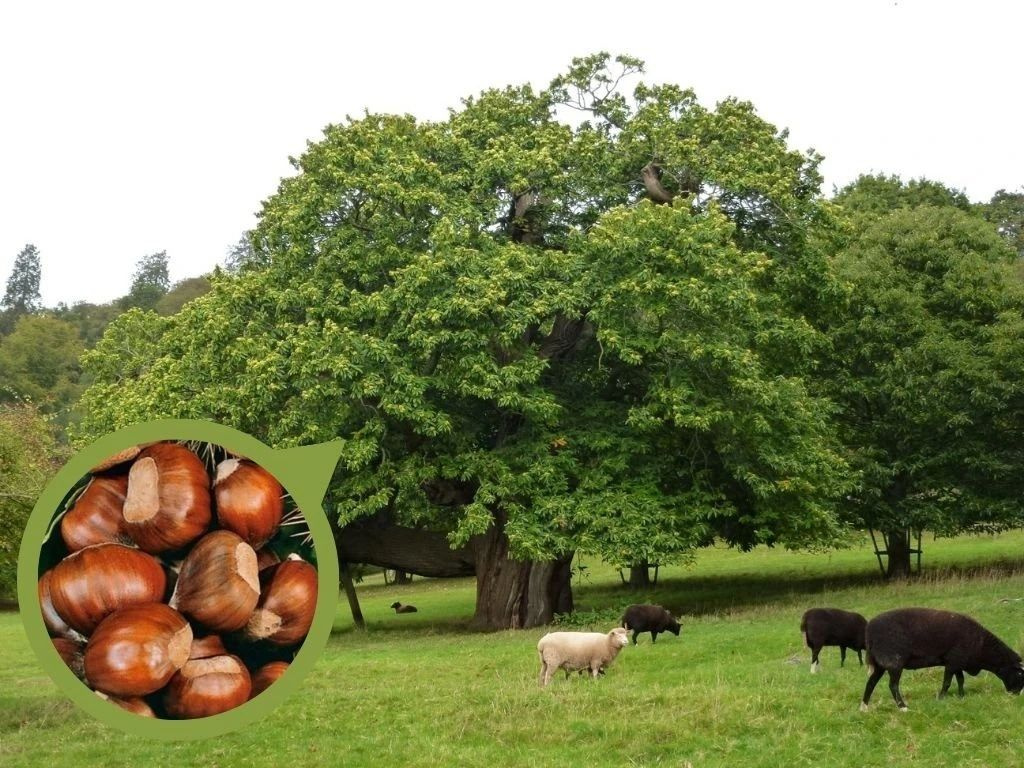 Gaštan jedlý, výška 60-100 cm, kvetináč 5 l
