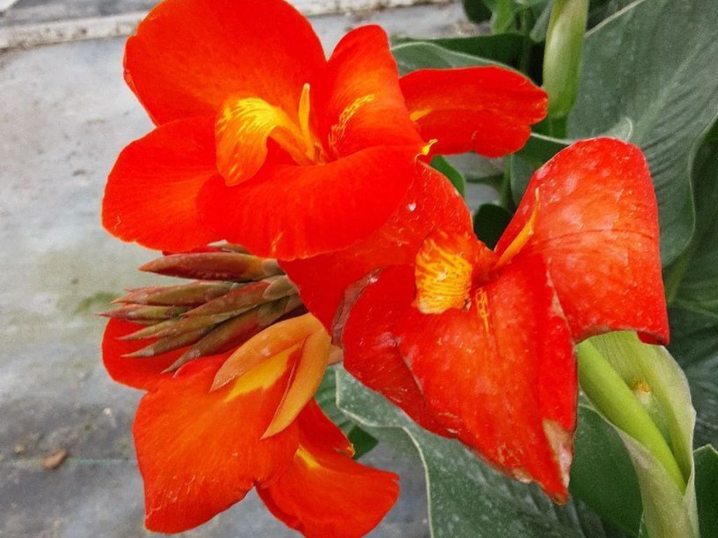 Kana hybridná CannaSun Adriana