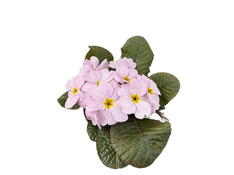 Prvosienka Obsidian Light Pink, kont. 10,5 cm