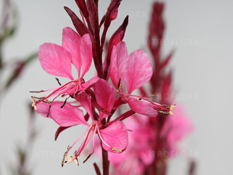 Gaura lindheimerova Flamingo Pink