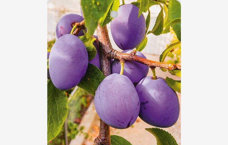 Mini slivka Dwarf, podp. Myrobalán 30-40 cm, kont. 6 l