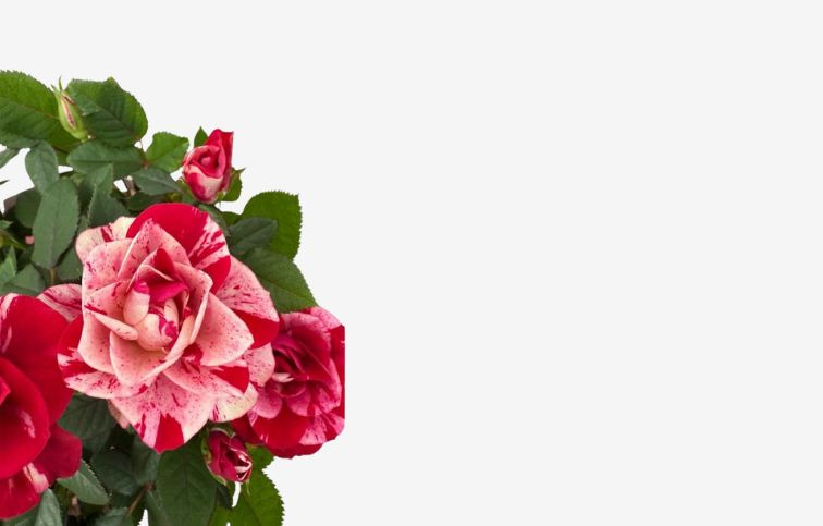 Mini ruža kríková Gigi Parade, kont. p10,5