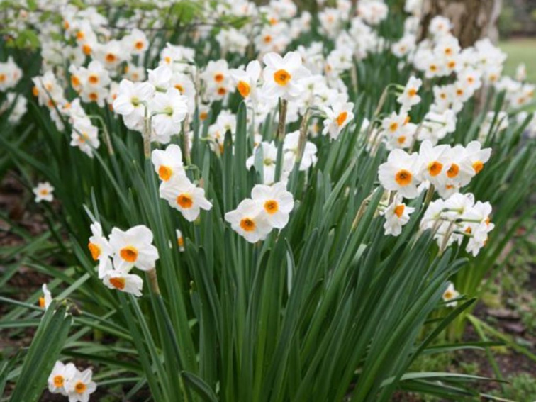 Narcis Geranium 3 ks v kont. 0,5 l